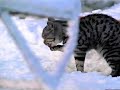 Whiskas Werbung Commercial Weihnachten Whiskas Werbung Commercial Weihnachten