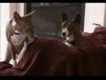 Basenji Behavior