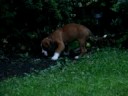 Otto the boxer exploring his new garden