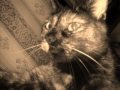 pet cat that died from eatin poisonous catfood from china pet cat that died from eatin poisonous catfood from china