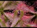 Drosera - Rosiczki Drosera - Rosiczki