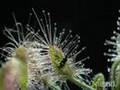 Drosera - Rosiczki
