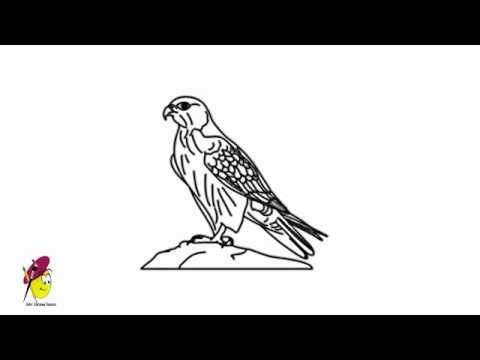 how to draw a nz falcon