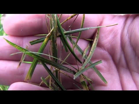 how to get rid of rust fungus on plants