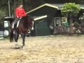 Tartouche Z2-paard te koop