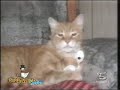 Video divertenti - Paperissima - gatti 3