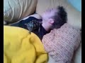 Simon und die Schildkr�te