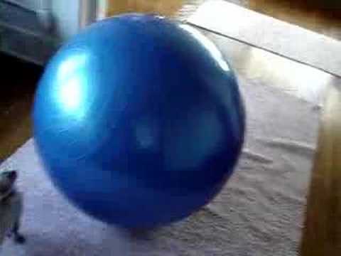 Bengal Exercise Video