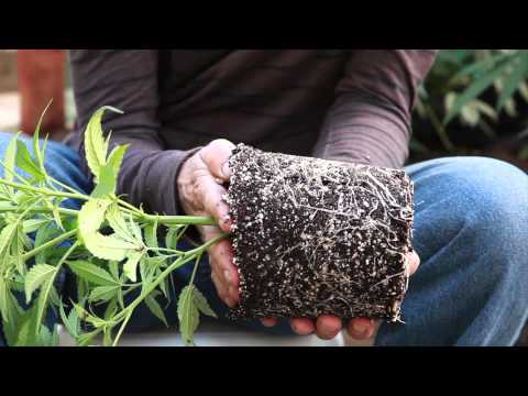 how to transplant into coco