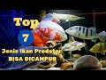 Ikan Hias Predator Yg Bisa Di Campur