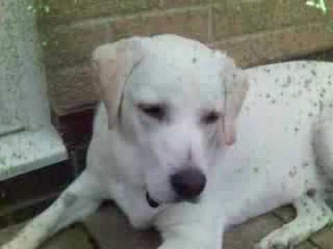 white labrador dog 3