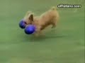 caiditas perros