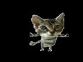 Dance Cat - La soupe aux choux Dance Cat - La soupe aux choux