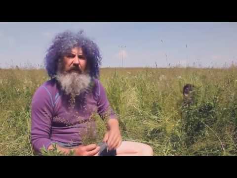 Robert Franz - Kräuter ABC - Die heilende Kraft der Natur