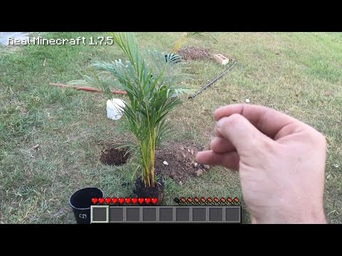how to replant trees in minecraft