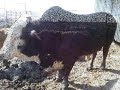 Jaripeo Estilo San Luis Potosi Rancho El Ilegal de Cameron, Tx.