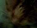 Snoring cat Snoring cat