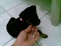 pup oprah pup oprah