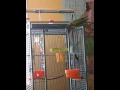 videos de Tasha, my Derbyan Parrot,  Doing Absolutely Nothing