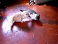 pelea de gatos