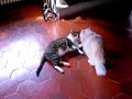 pelea de gatos