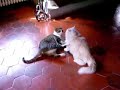 pelea de gatos