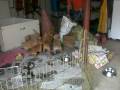 videos de Puppy01.AVI
