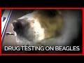 Duplicate Drug Tests on Beagles