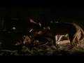 Aslanlar Avlar�n� Yerken belgeseli video.