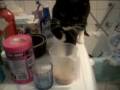 videos de Cat drinking Tea