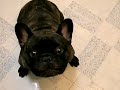 Max the  French   Bulldog