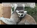 Cute Baby Riing Tailed Lemur Cute Baby Riing Tailed Lemur