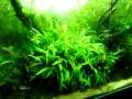 moss