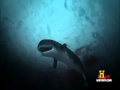 megalodon battle