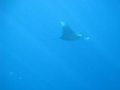 Manta Ray at Eastpoint Curaçao