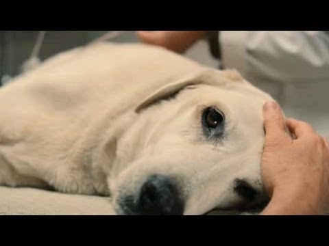 Top 10 Saddest Animal Deaths in Movies