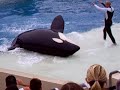 Sea World - Killer Whales