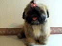 Stain Glass Shih Tzu, http://smalldogs2.com/ShihTzuCastle