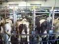 Heartland-Dairy