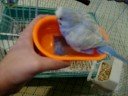 My parakeet bathing My parakeet bathing