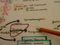 Nitrates 2/2