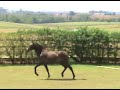 Lusitano filly for sale