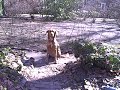 bane in backyard bane in backyard