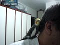 CALOPSITA - SONIA CARVALHO (atirei o pau no gato)