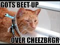 LOLCATS GONE WHILD