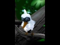Talking Larry the Bird geeft zijn werkstuk
