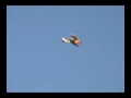 Se5a Rc bi-plane