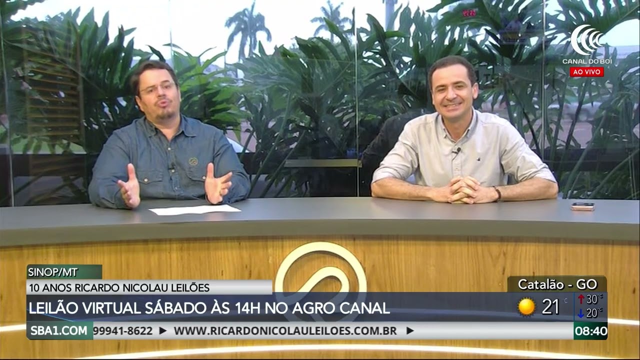 Leilão Especial de Fêmeas Nelore PO hoje no Canal do Boi