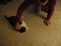 Funny way to pet a cat