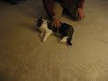 Funny way to pet a cat